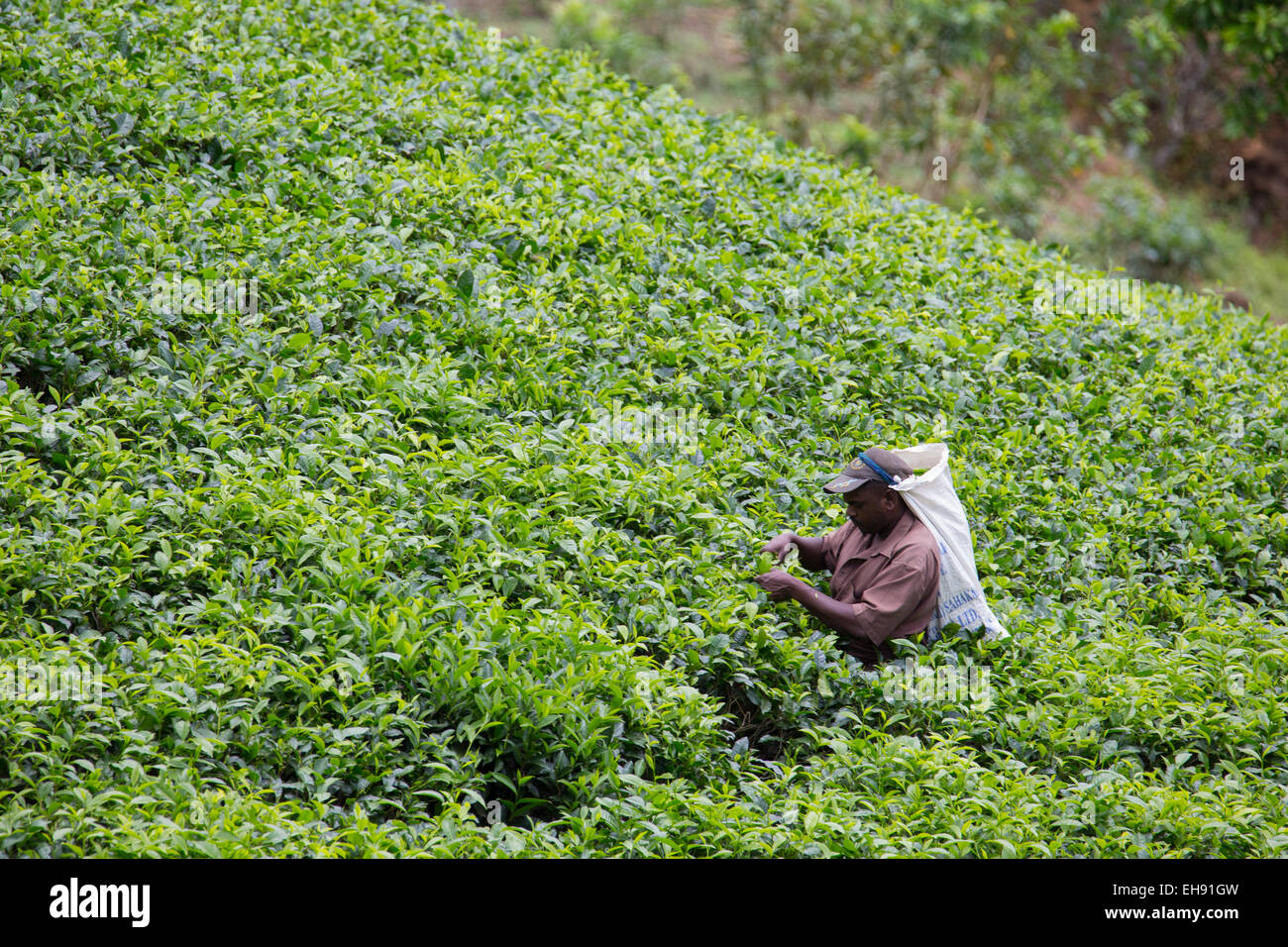 Man picking tea in a tea plantation, Sri Lanka Stock Photo
