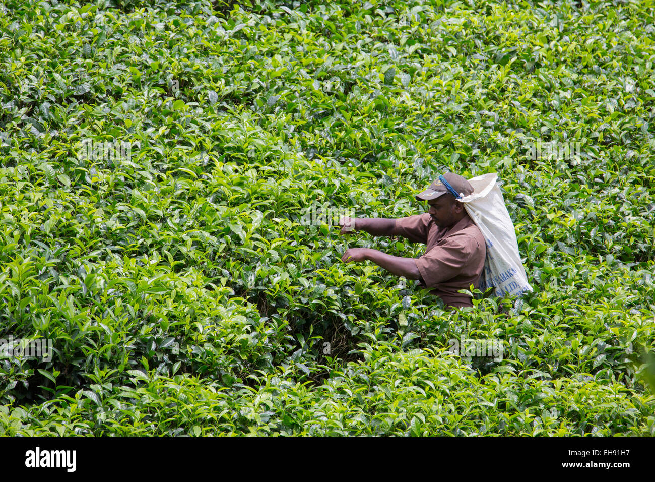 Man picking tea in a tea plantation, Sri Lanka Stock Photo