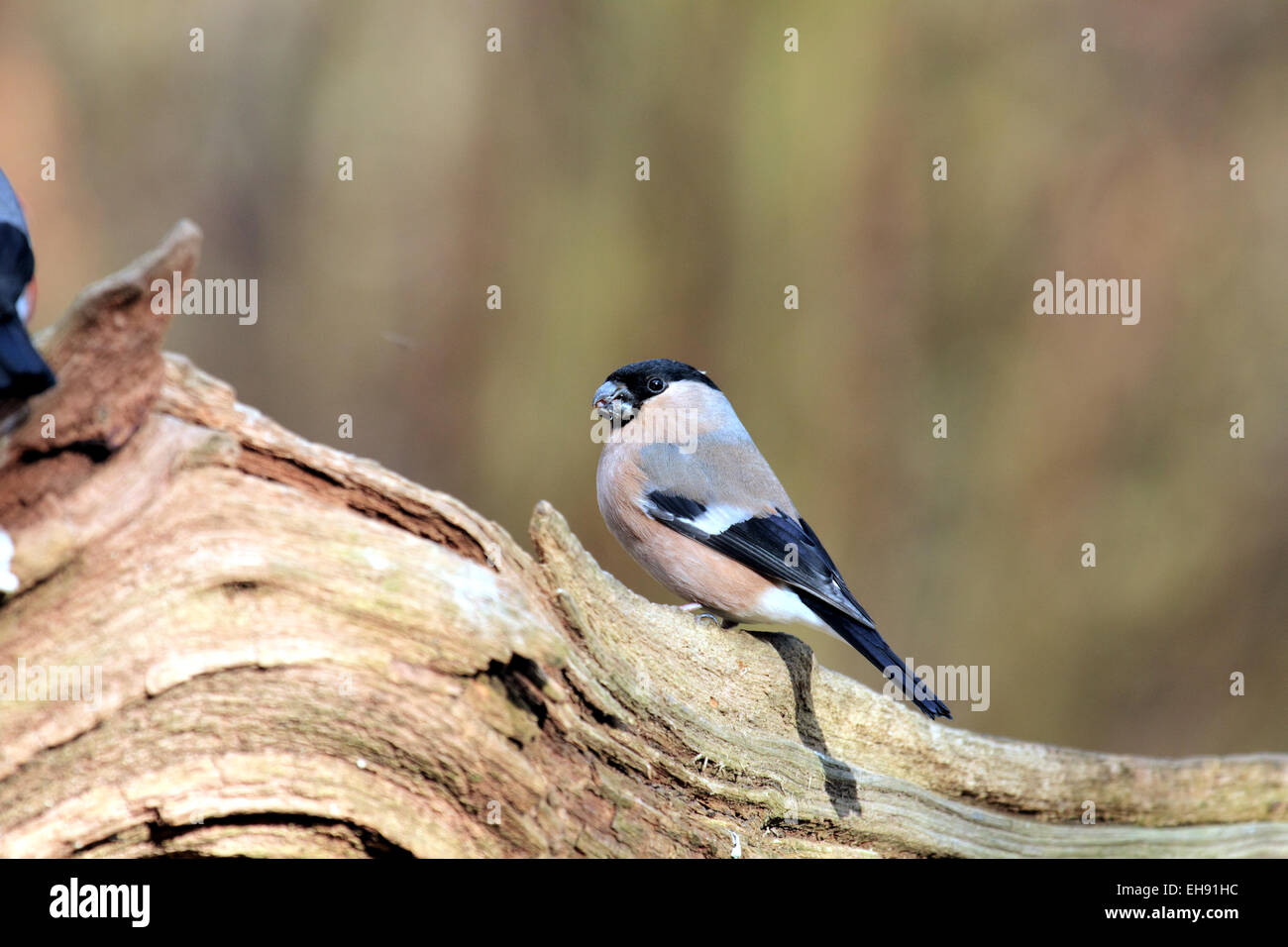 Bullfinch Pyrrhula pyrrhula a small passerine of woodland orchards hedgerows Stock Photo