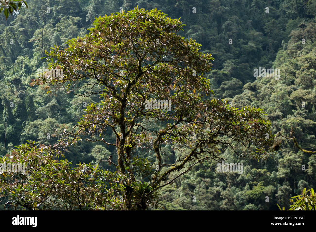Emergent tree rising above the canopy, Mindo cloudforest, Ecuador, South America Stock Photo