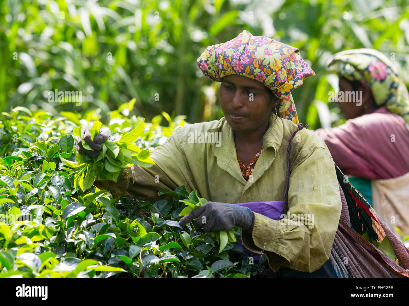Woman picking tea in a tea plantation, Sri Lanka Stock Photo