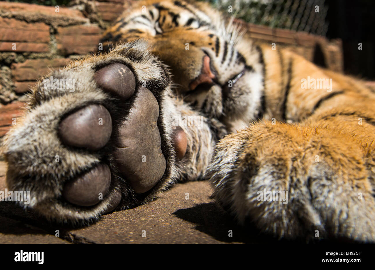 A closeup look of a young male tiger's paw. Stock Photo