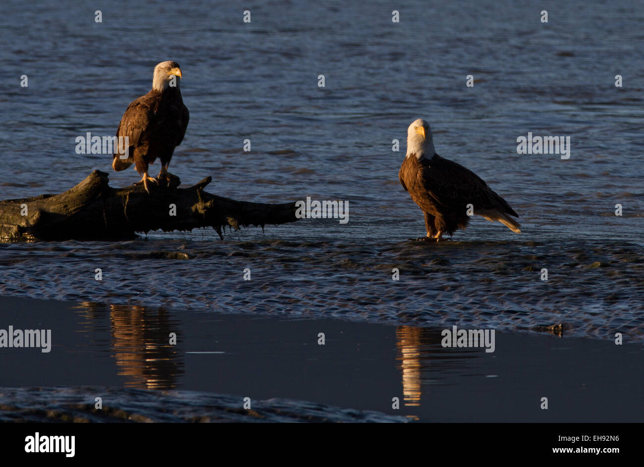 Adult bald eagles (Haliaeetus leucocephalus) at twilight in Valdez, Alaska Stock Photo