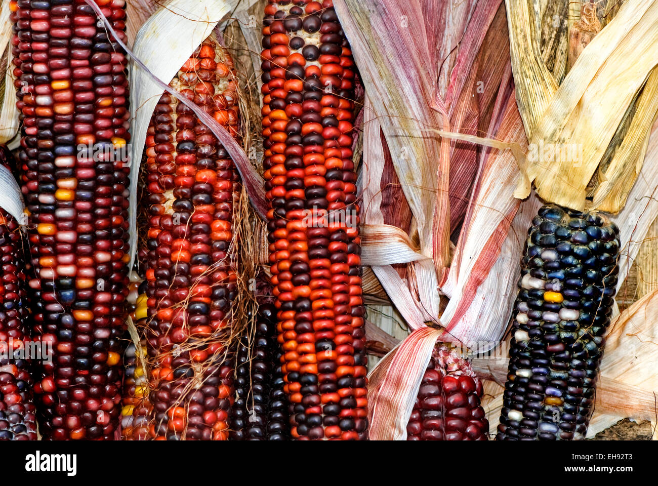 Flint or Indian corn as it is commonly referred to, captured here at a Chicago farmers market. Stock Photo