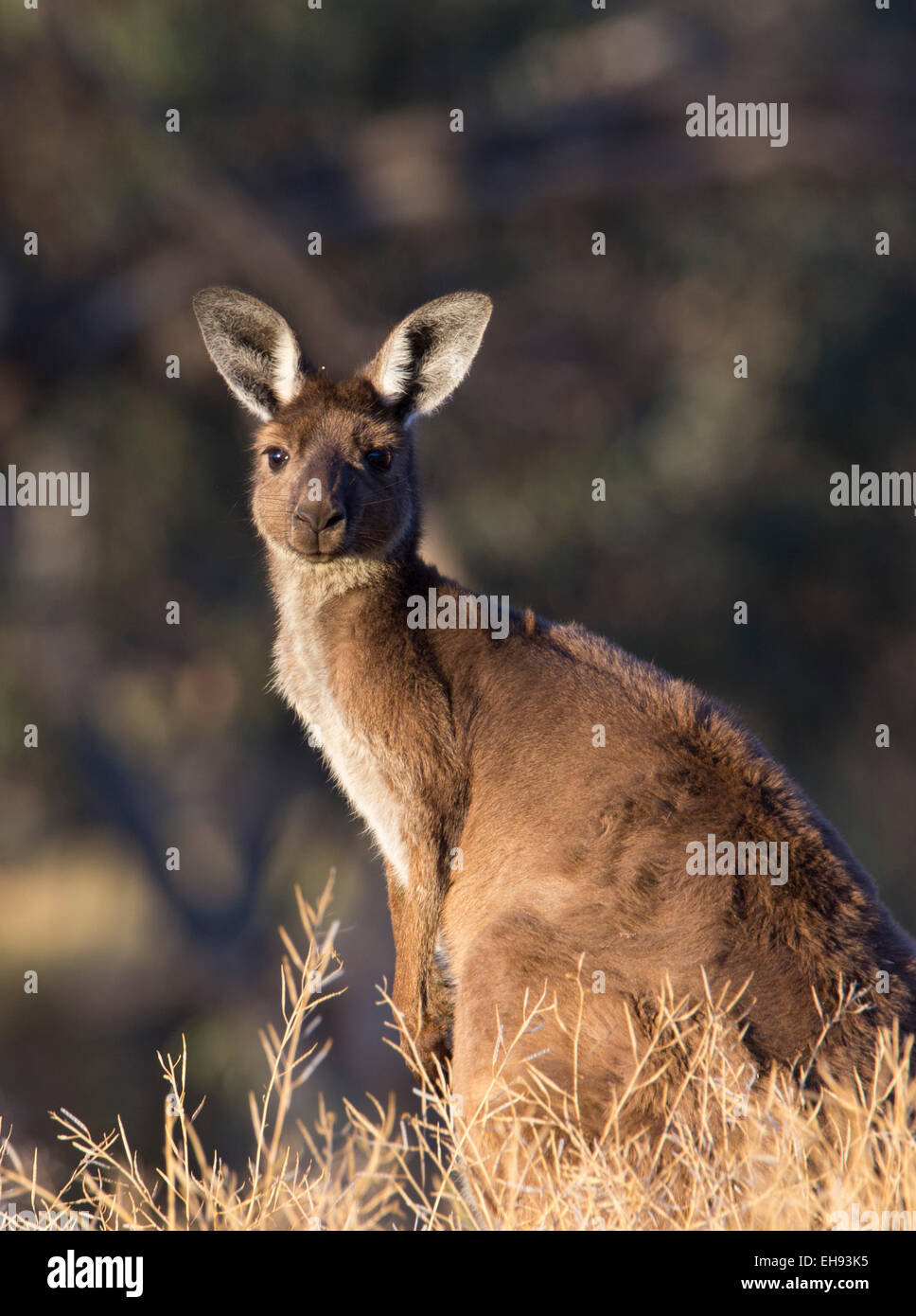 western-grey-kangaroo-macropus-fuliginosus-wyperfeld-national-park