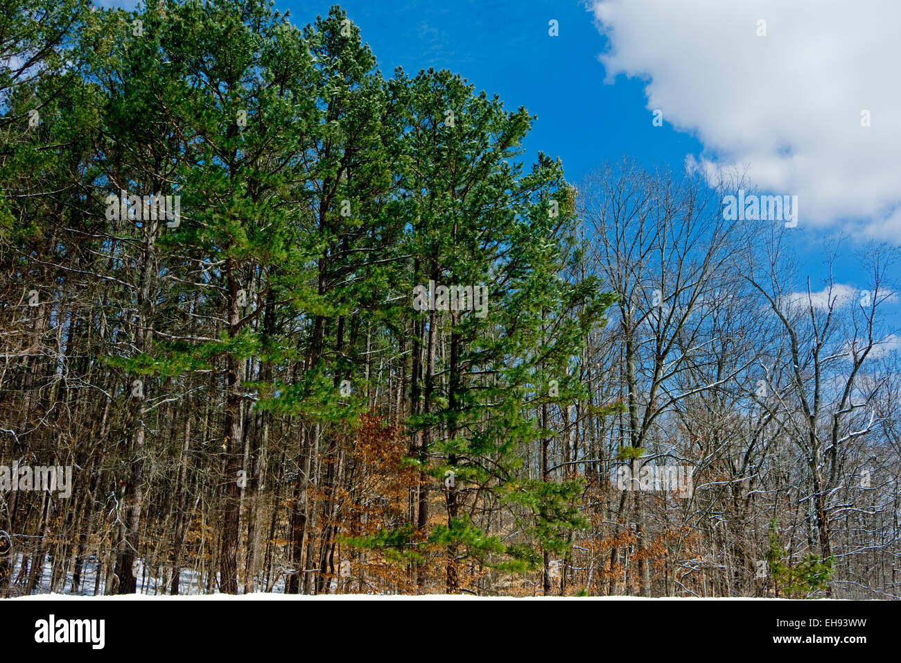 Trees in the Hoosier National Forest Stock Photo Alamy