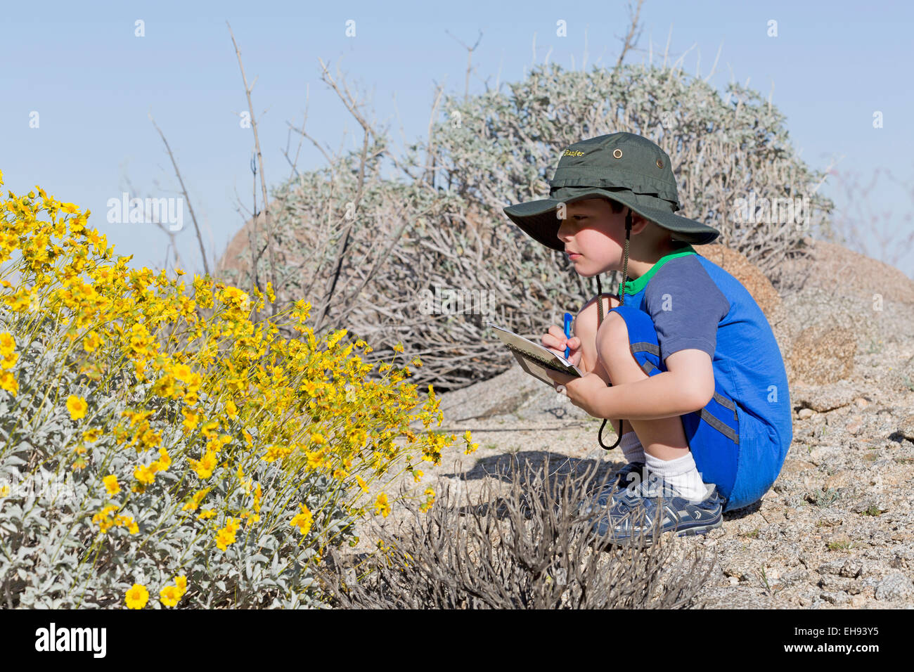 Young Boy Drawing Brittlebush Flowers in Glorietta Canyon, Anza Borrego
