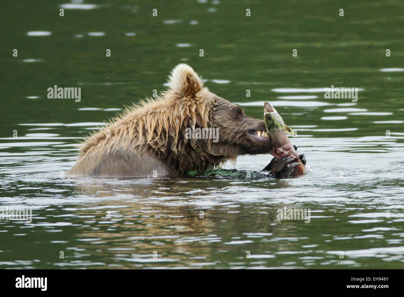 Coastal brown bear (Ursus arctos) feasting on spawning salmon in Katmai National Park, Alaska Stock Photo