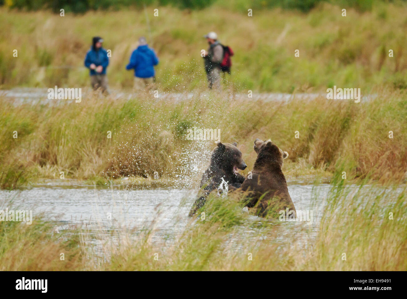 Coastal brown bears (Ursus arctos) fighting while fishermen stand nearby in Katmai National Park, Alaska Stock Photo