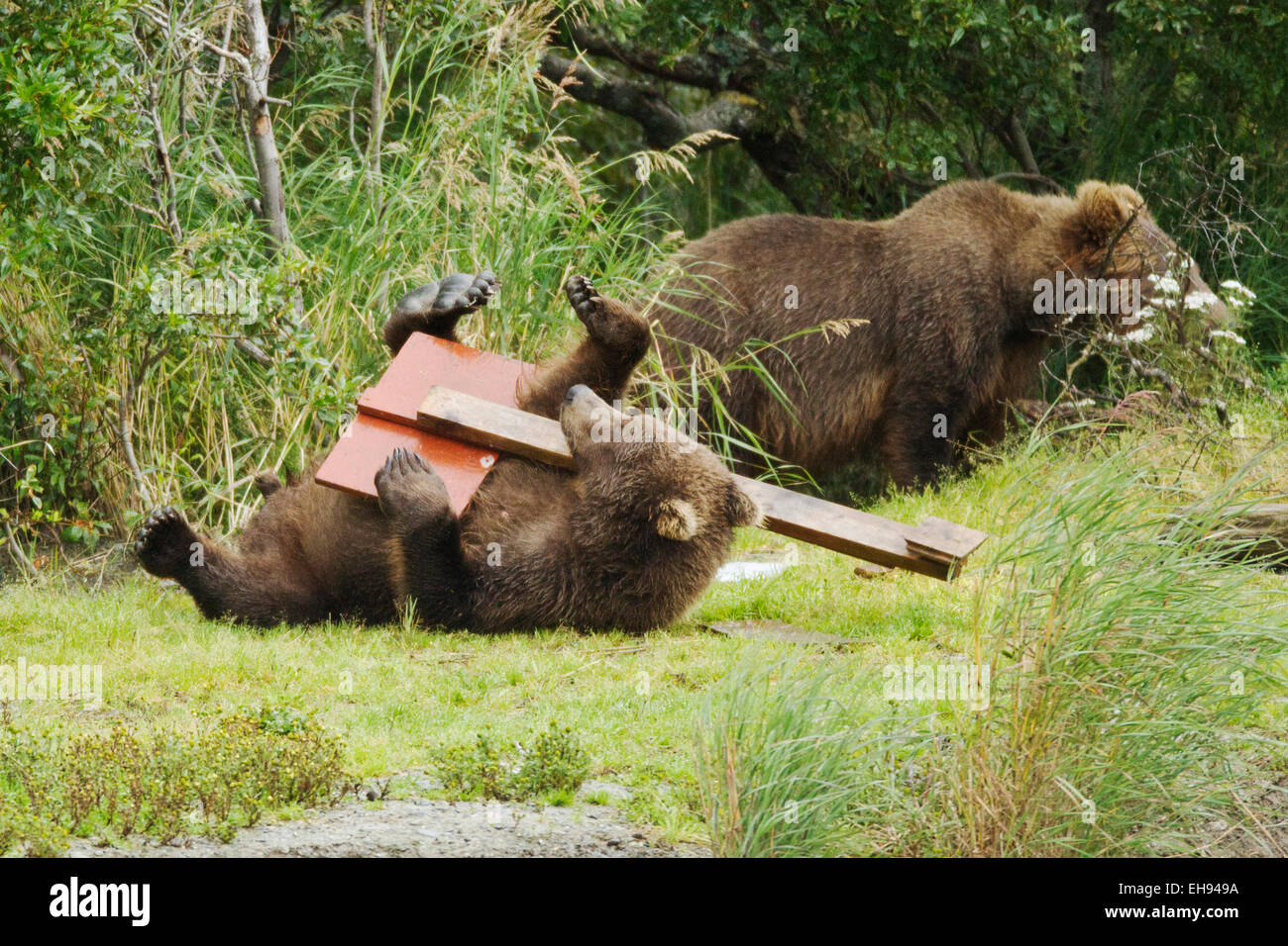 Coastal brown bear (Ursus arctos) playing with a 'Trail Closed' sign in Katmai National Park, Alaska Stock Photo