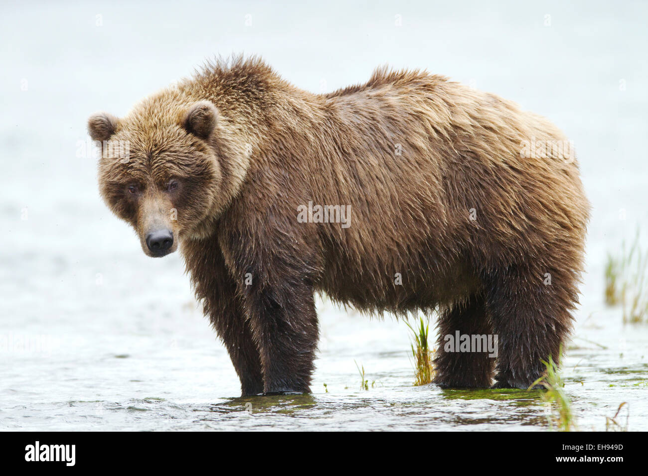 Coastal brown bear (Ursus arctos) in Katmai National Park, Alaska Stock Photo