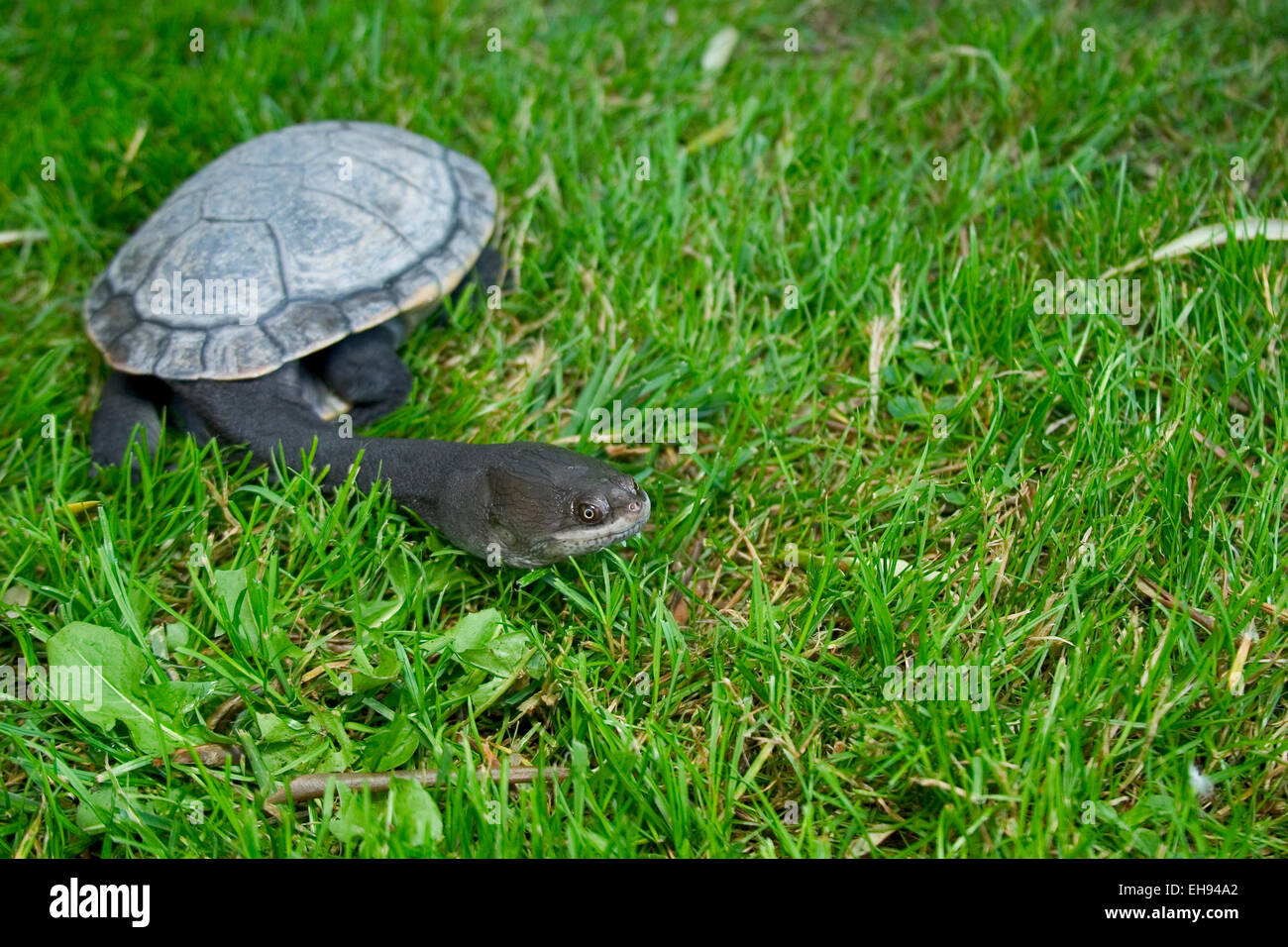 Captive Northern Snake-neck Turtle (Chelodina oblonga) Stock Photo