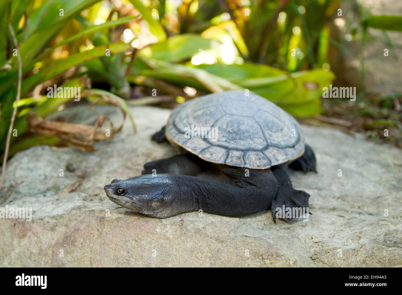 Captive Northern Snake-neck Turtle (Chelodina oblonga) Stock Photo