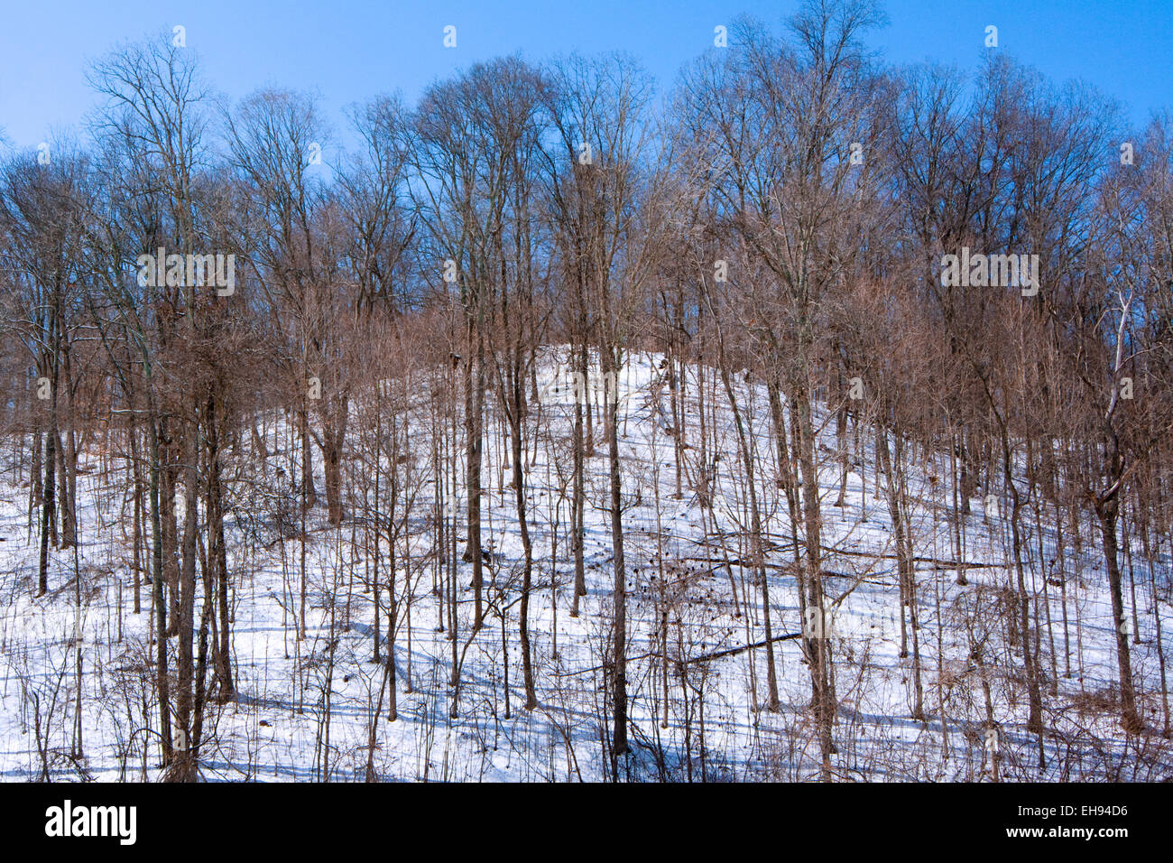 Trees in the Hoosier National Forest Stock Photo Alamy