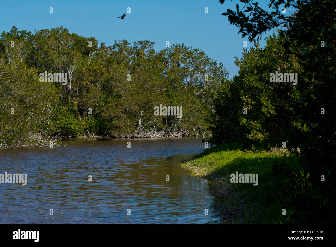 A river in the Florida Everglades Stock Photo Alamy