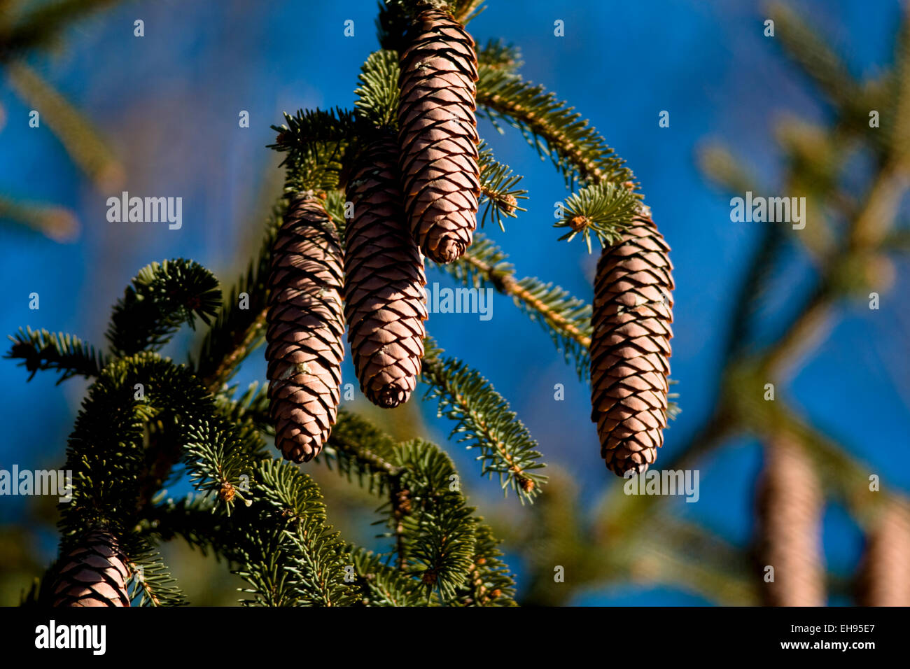 Pine cone seeds hang from an evergreen tree Stock Photo Alamy