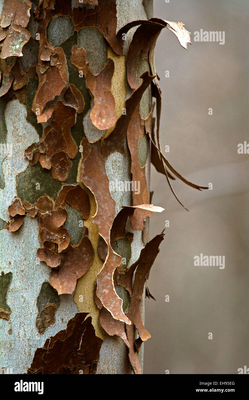 Sycamore tree peeling its' bark Stock Photo Alamy