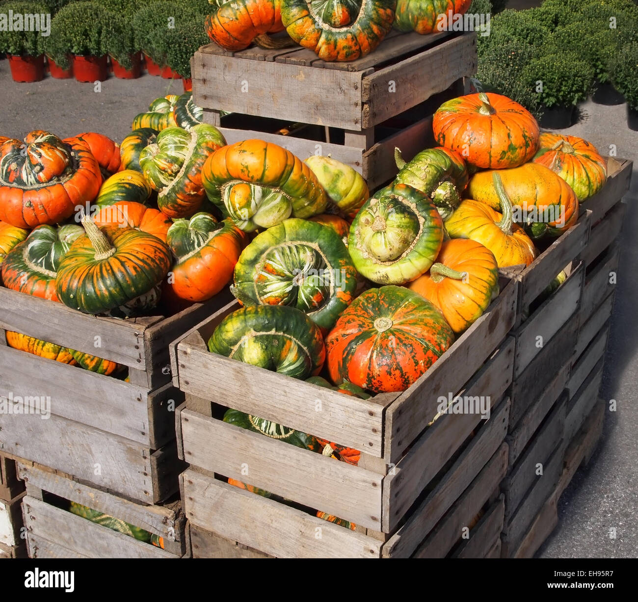 Turban squash gourds, large, and variegated in orange and green color, are displayed for sale in