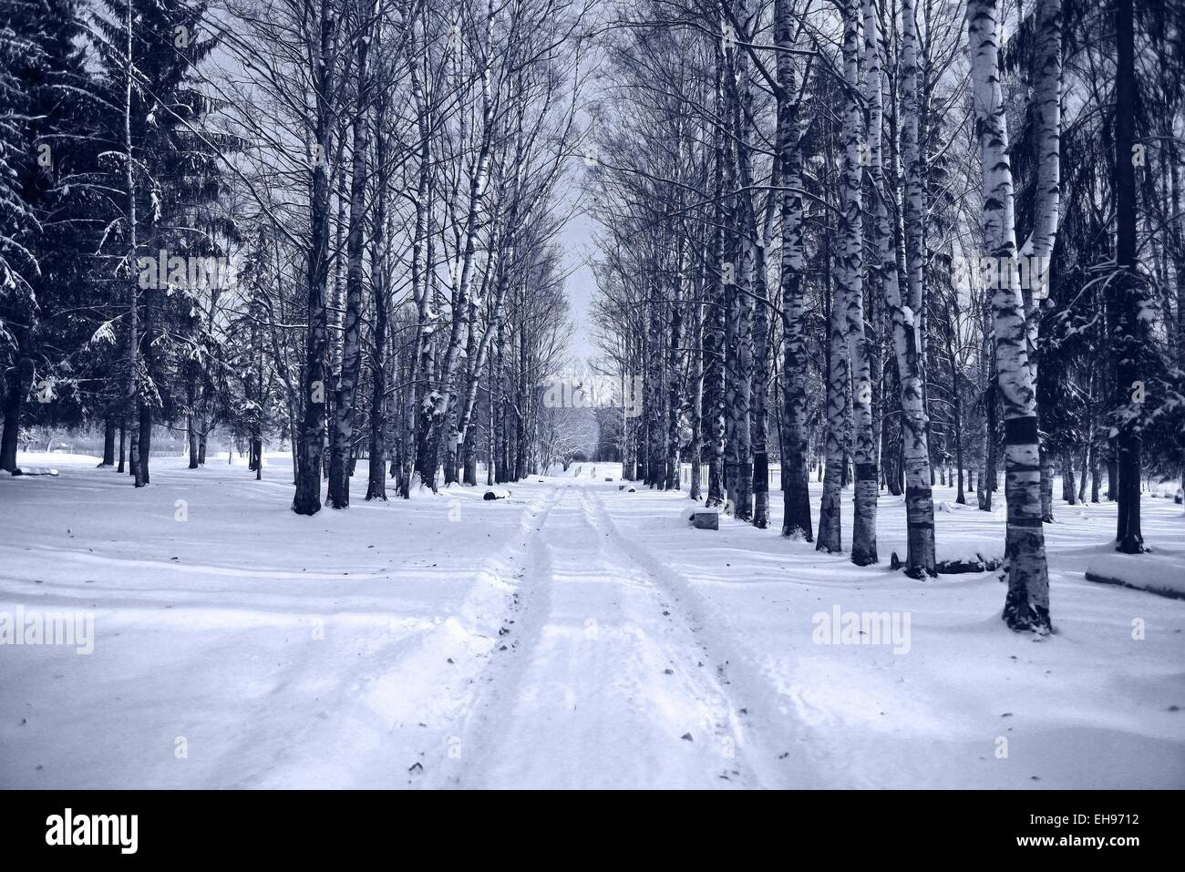Winter road in snowy forest landscape Stock Photo