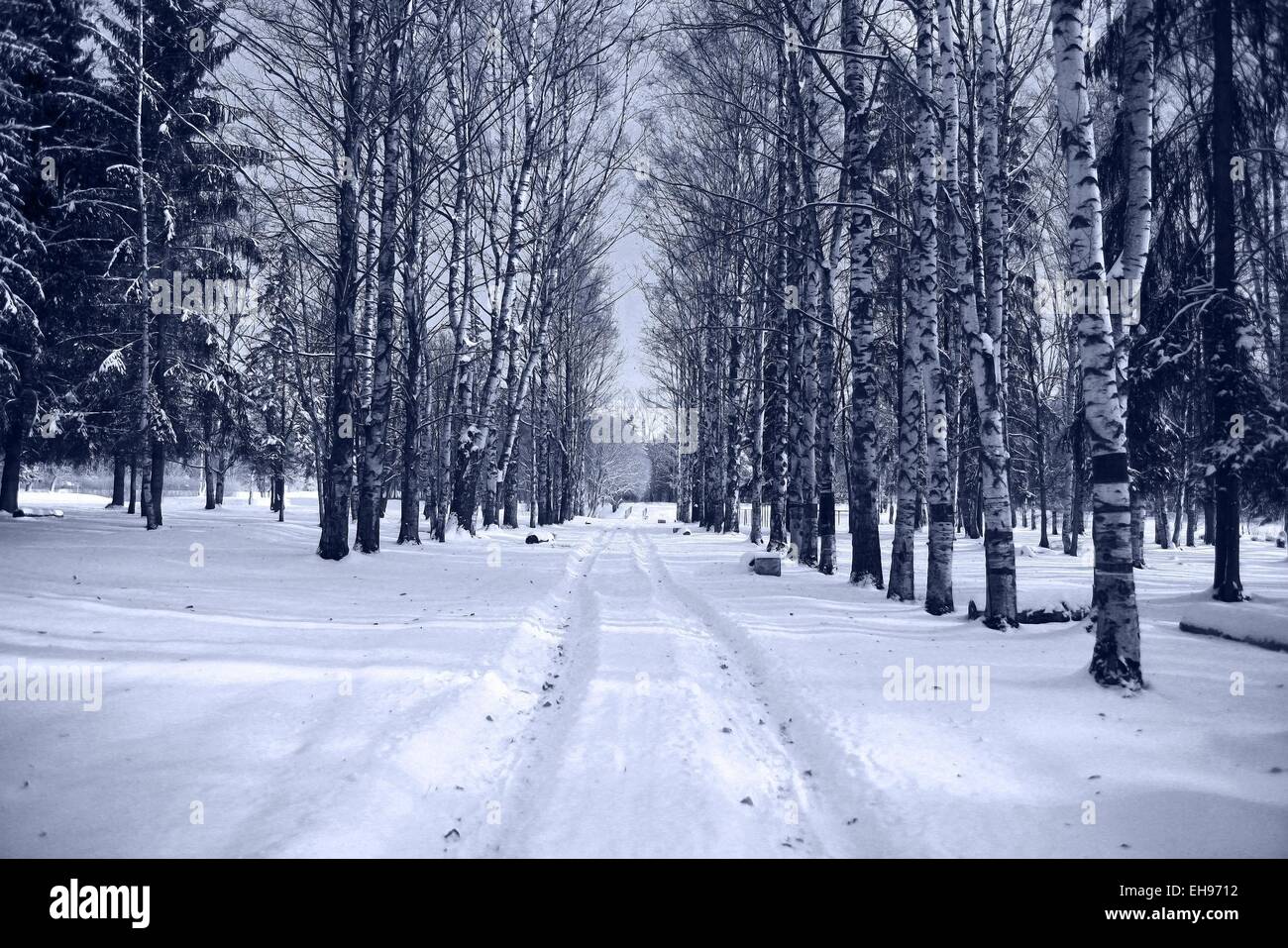 Winter road in snowy forest landscape Stock Photo - Alamy