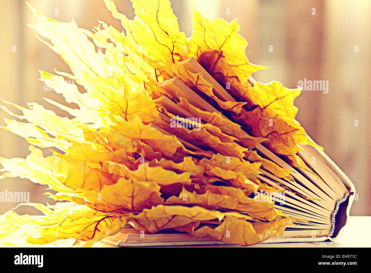 book pages yellow leaves of autumn concept Stock Photo Alamy