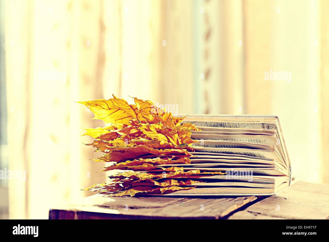book pages yellow leaves of autumn concept Stock Photo Alamy
