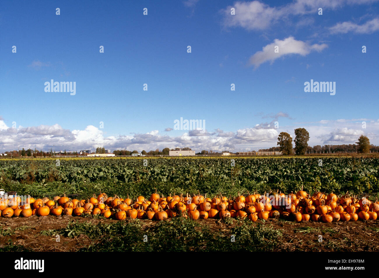 Fraser Valley, BC, British Columbia, Canada - Crop of Pumpkins in Pumpkin Patch Field (Cucurbita pepo), Harvest Time Stock Photo