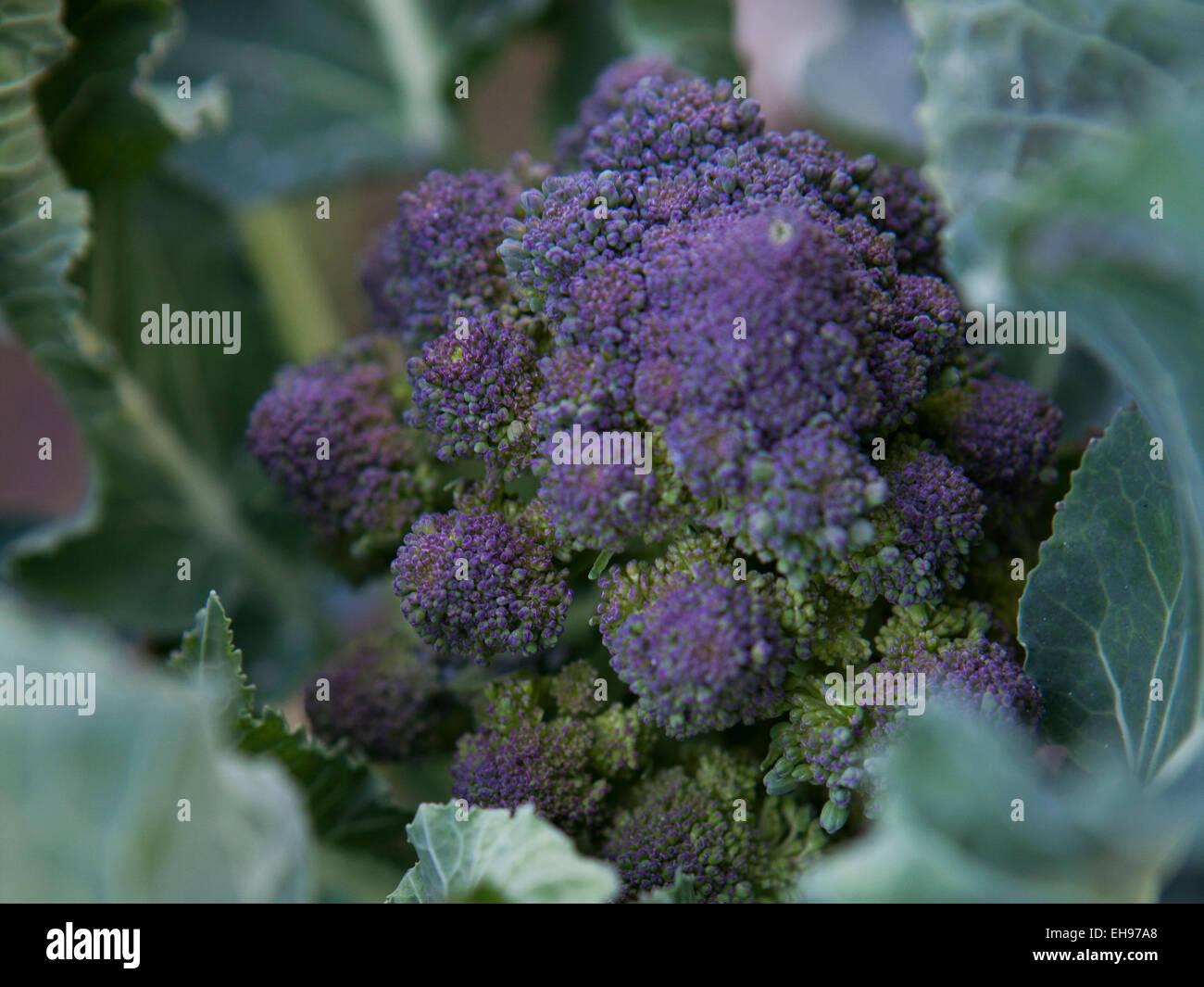 purple broccoli Stock Photo