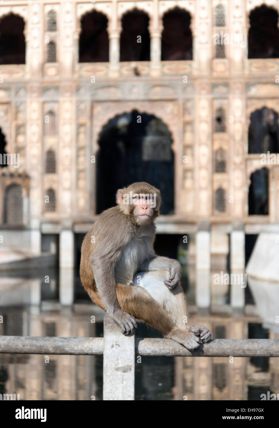 Rhesus Macaque at Monkey Temple (Galtaji), Jaipur, Rajasthan, India ...