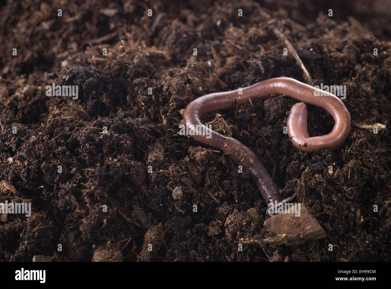 Earthworm in soil close up. Stock Photo