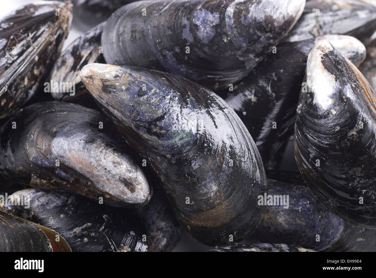Mussels full frame background close up. Stock Photo