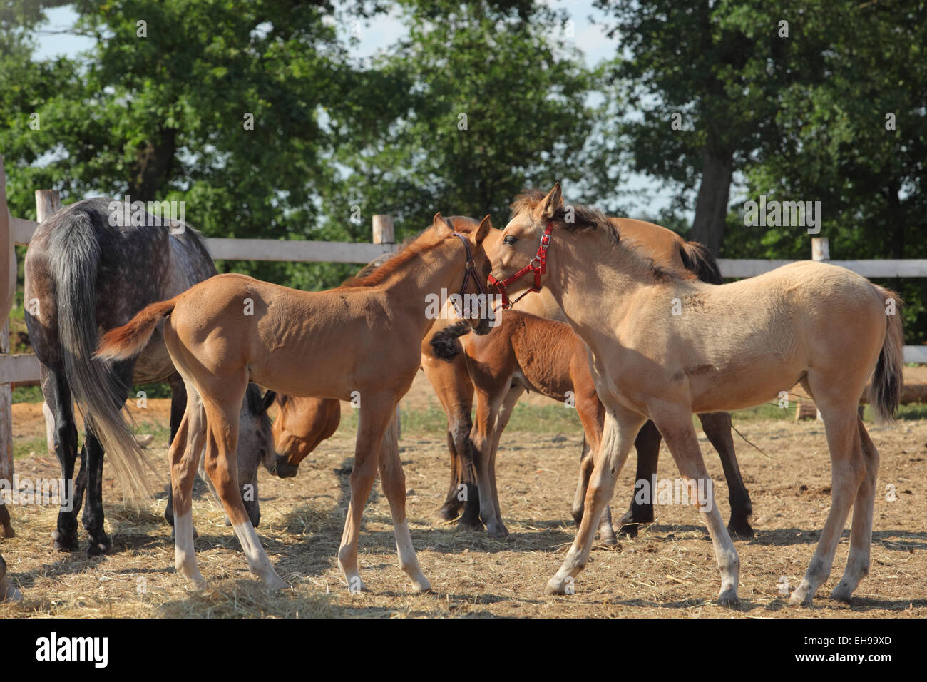 Haflinger mares and foals standing in paddock Stock Photo