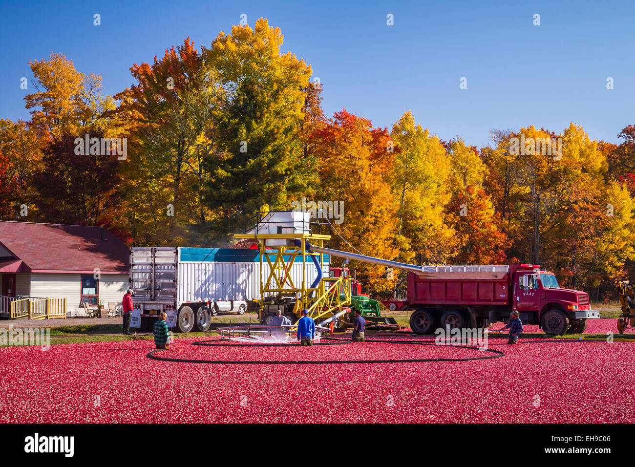 The cranberry harvest at the Vilas Cranberry Farm in Manitowish Waters