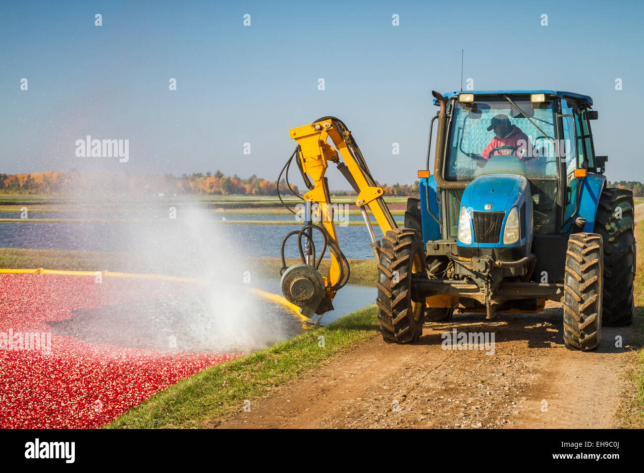 The cranberry harvest at the Vilas Cranberry Farm in Manitowish Waters