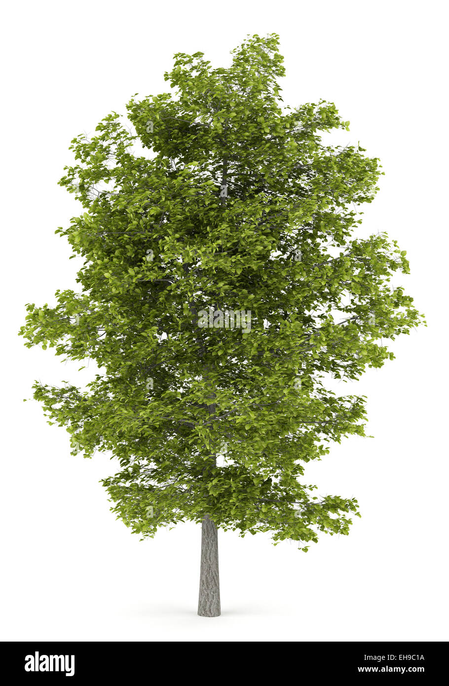 common lime tree isolated on white background Stock Photo