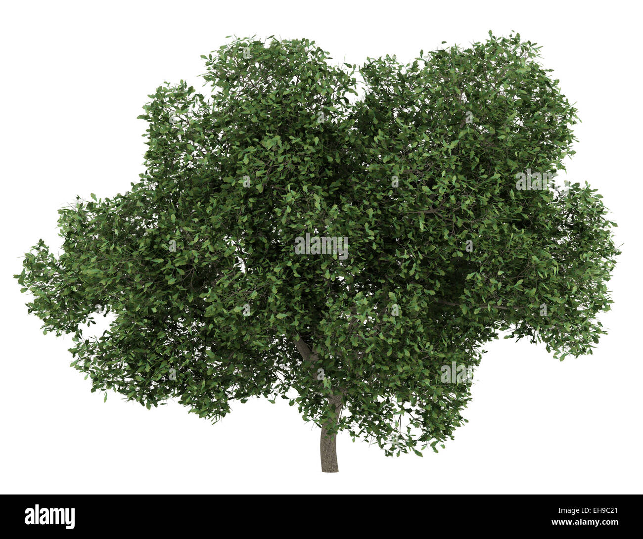 english oak tree isolated on white background Stock Photo