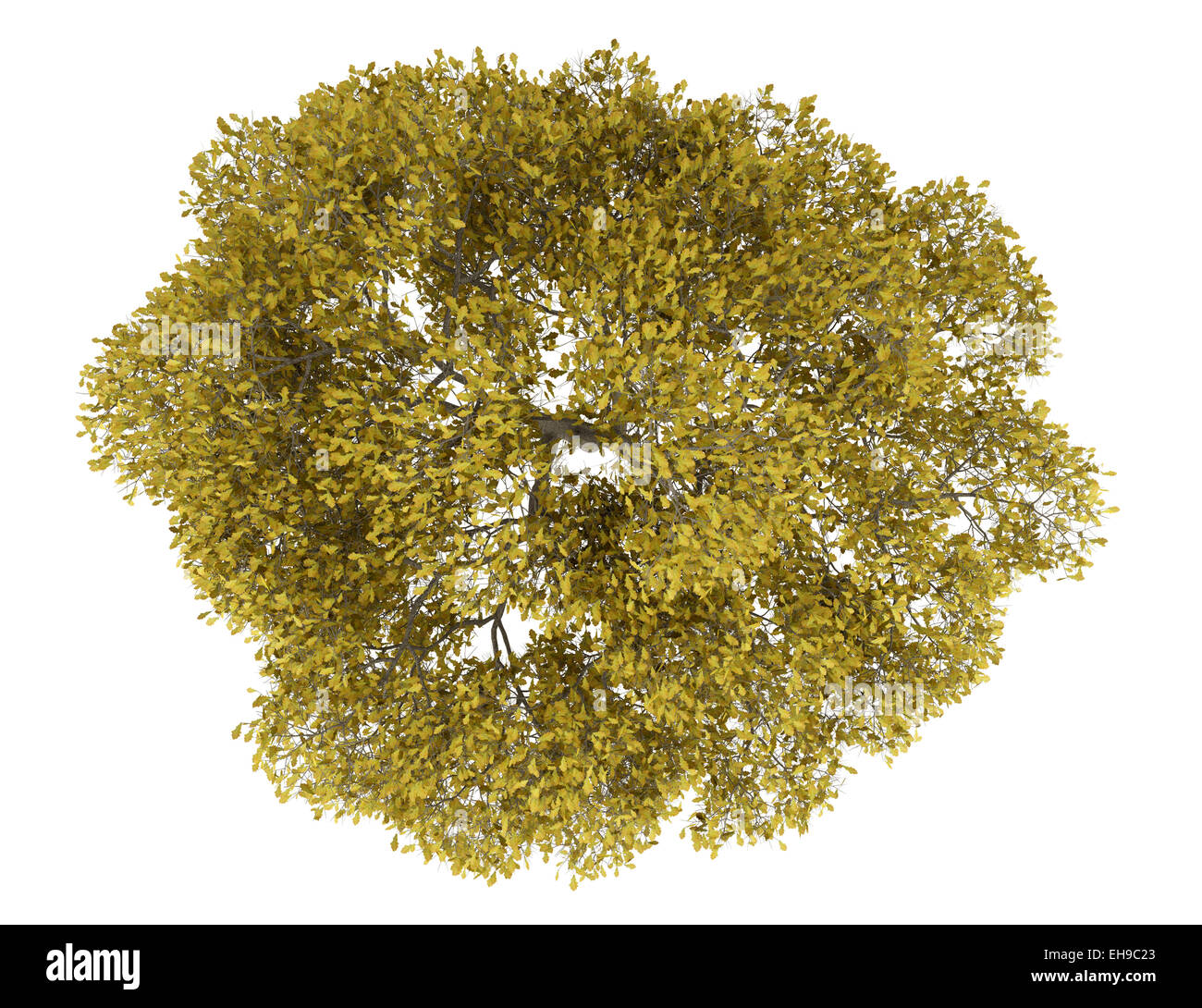 top view of fall english oak tree isolated on white background Stock ...