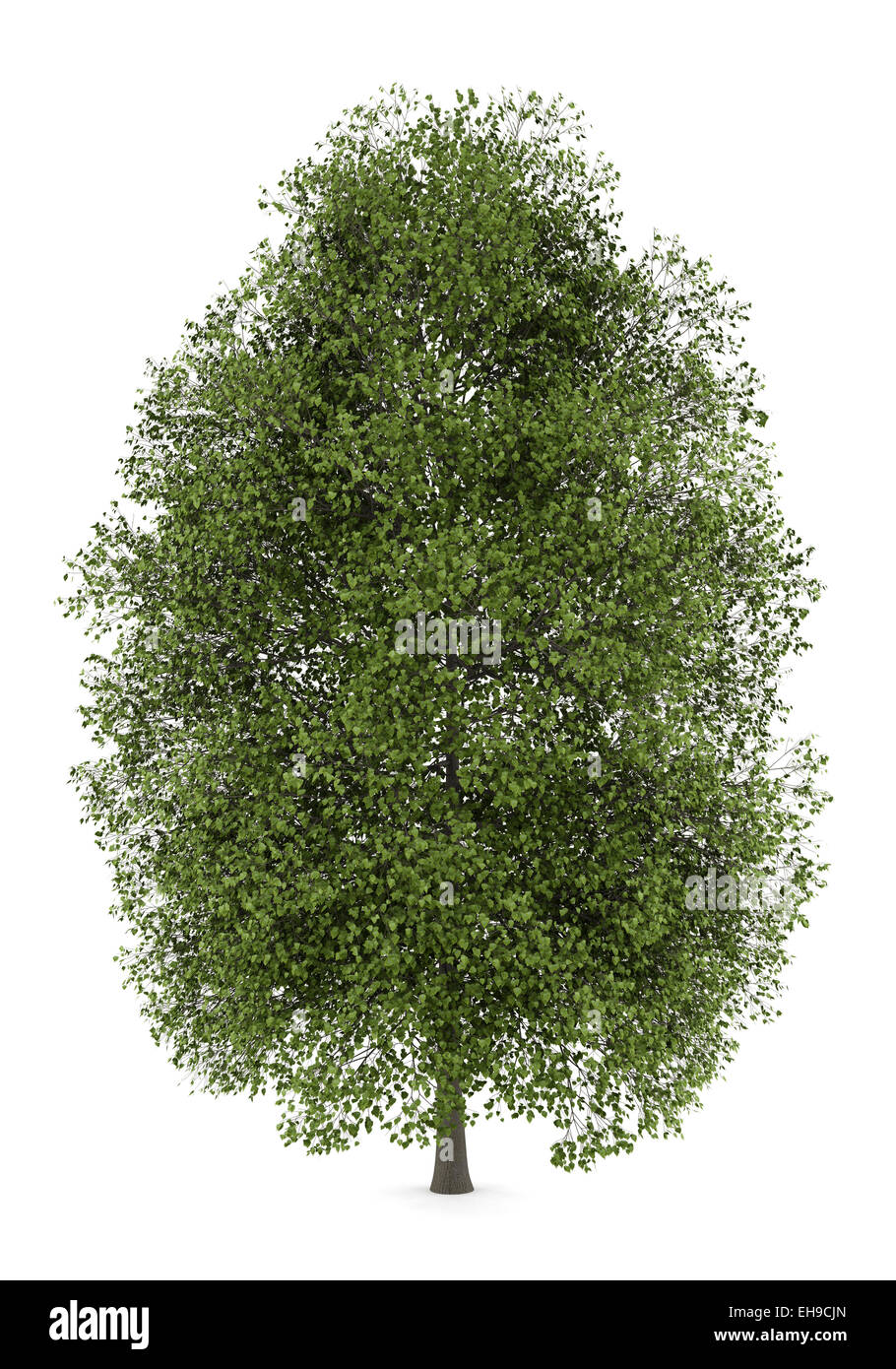 small-leaved lime tree isolated on white background Stock Photo