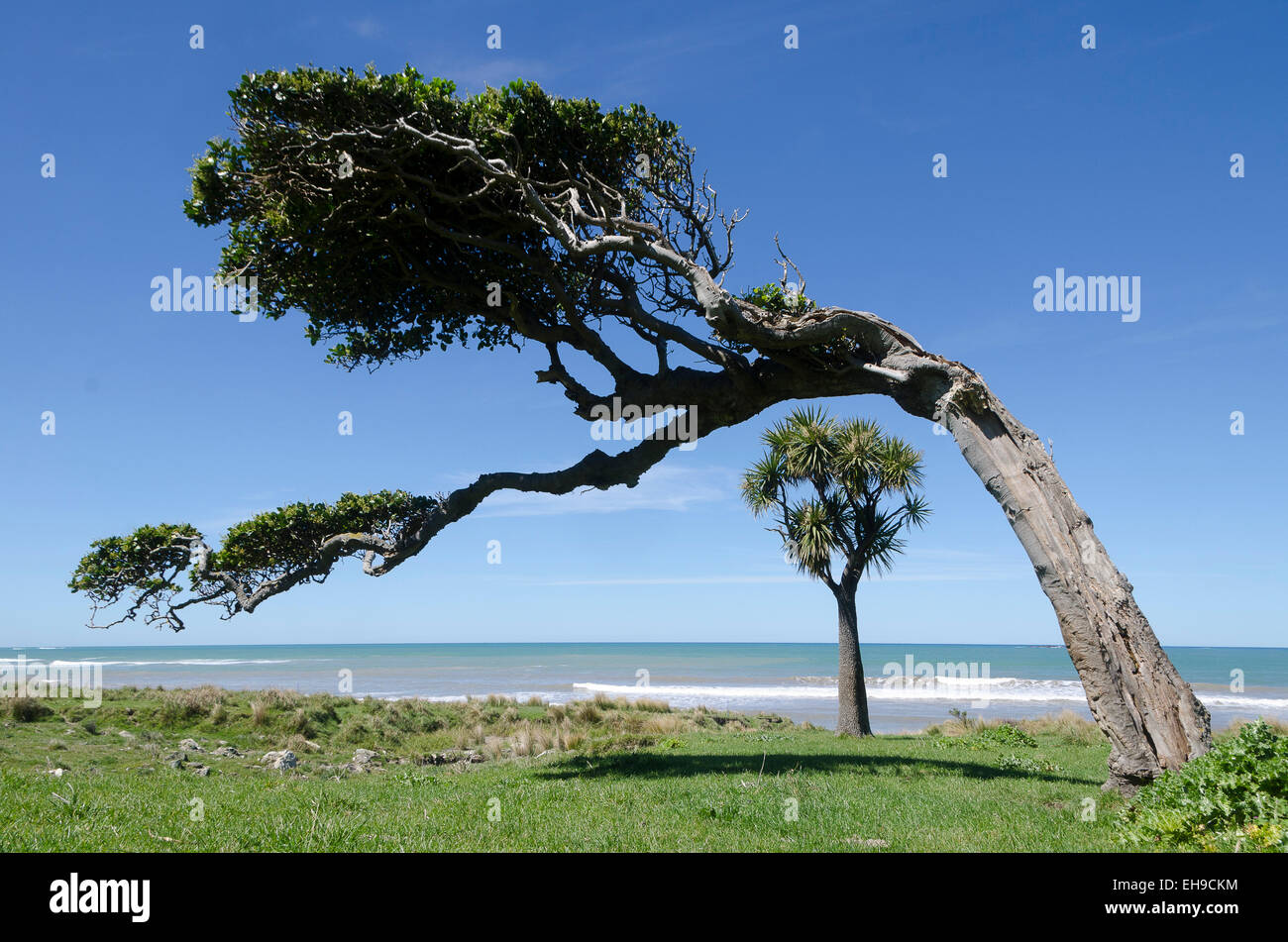 Cabbage tree and windblown karaka tree near beach, Glenburn, Wairarapa, North Island, New Zealand Stock Photo