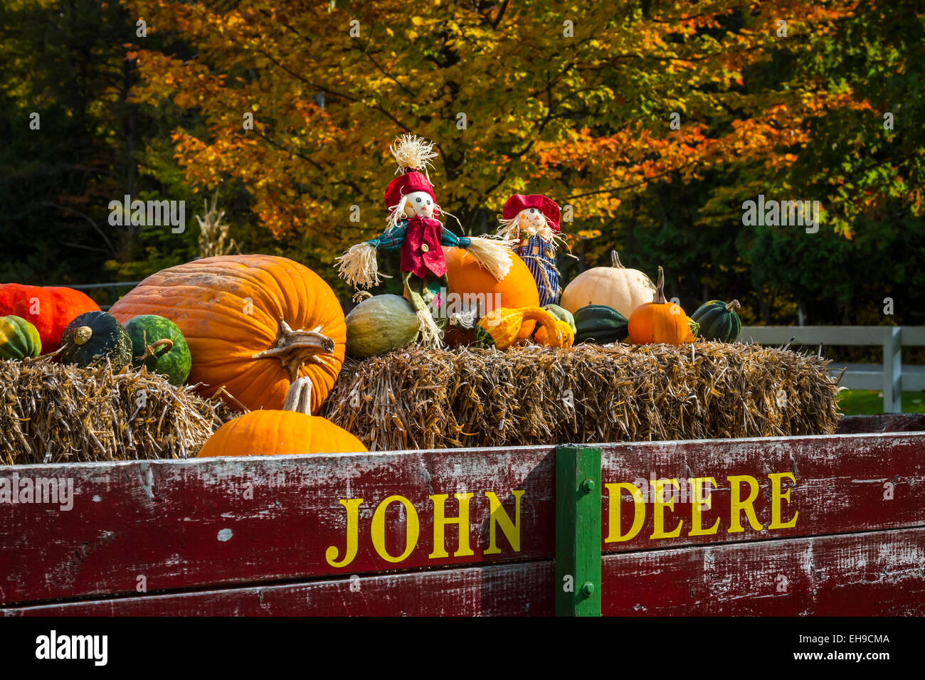 Pumpkins For Sale And On Display At The Sturgeon Pumpkin Barn Near