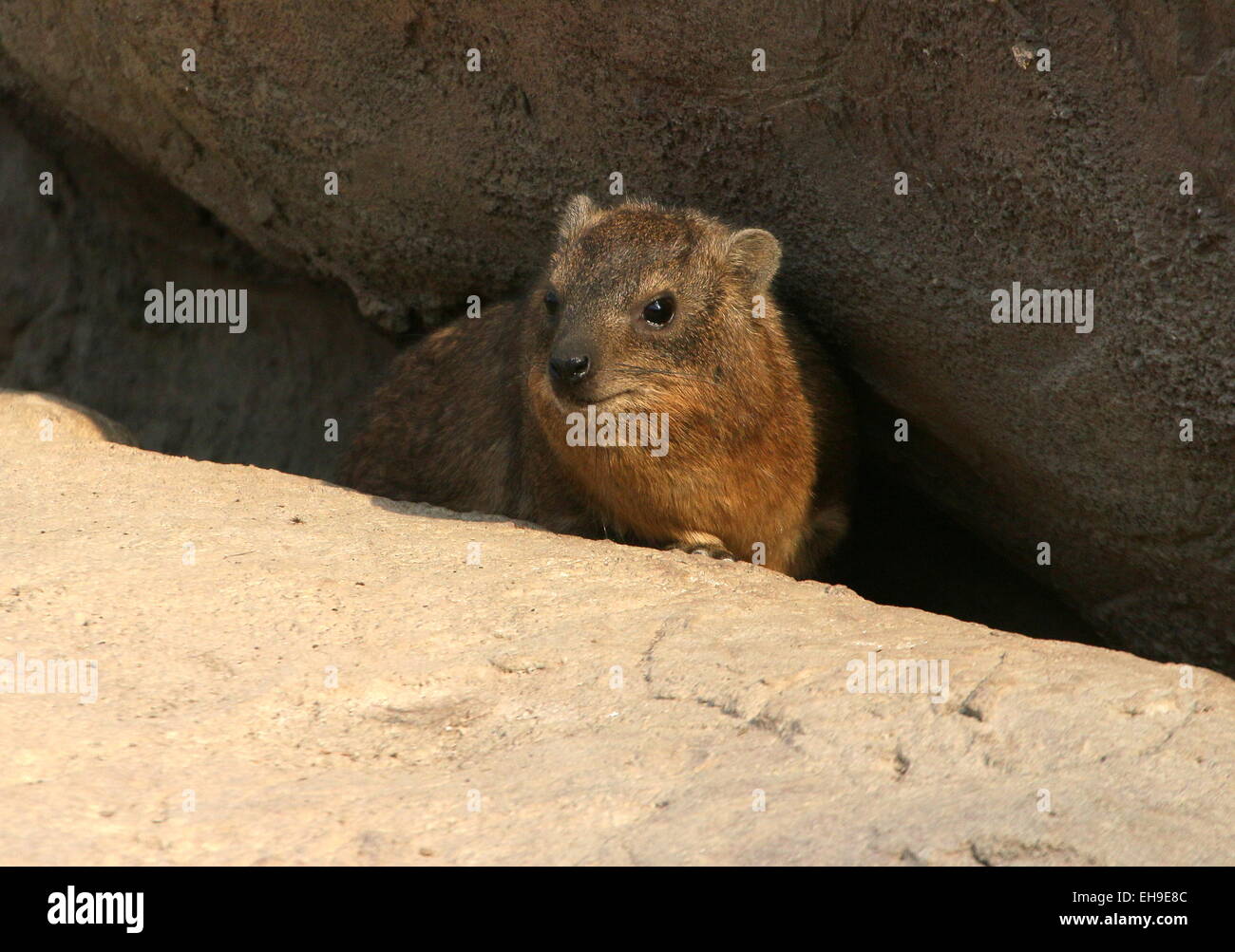 South African Cape or rock hyrax (Procavia capensis), a.k.a. Rock badger or 'Dassie' emerging from a den Stock Photo