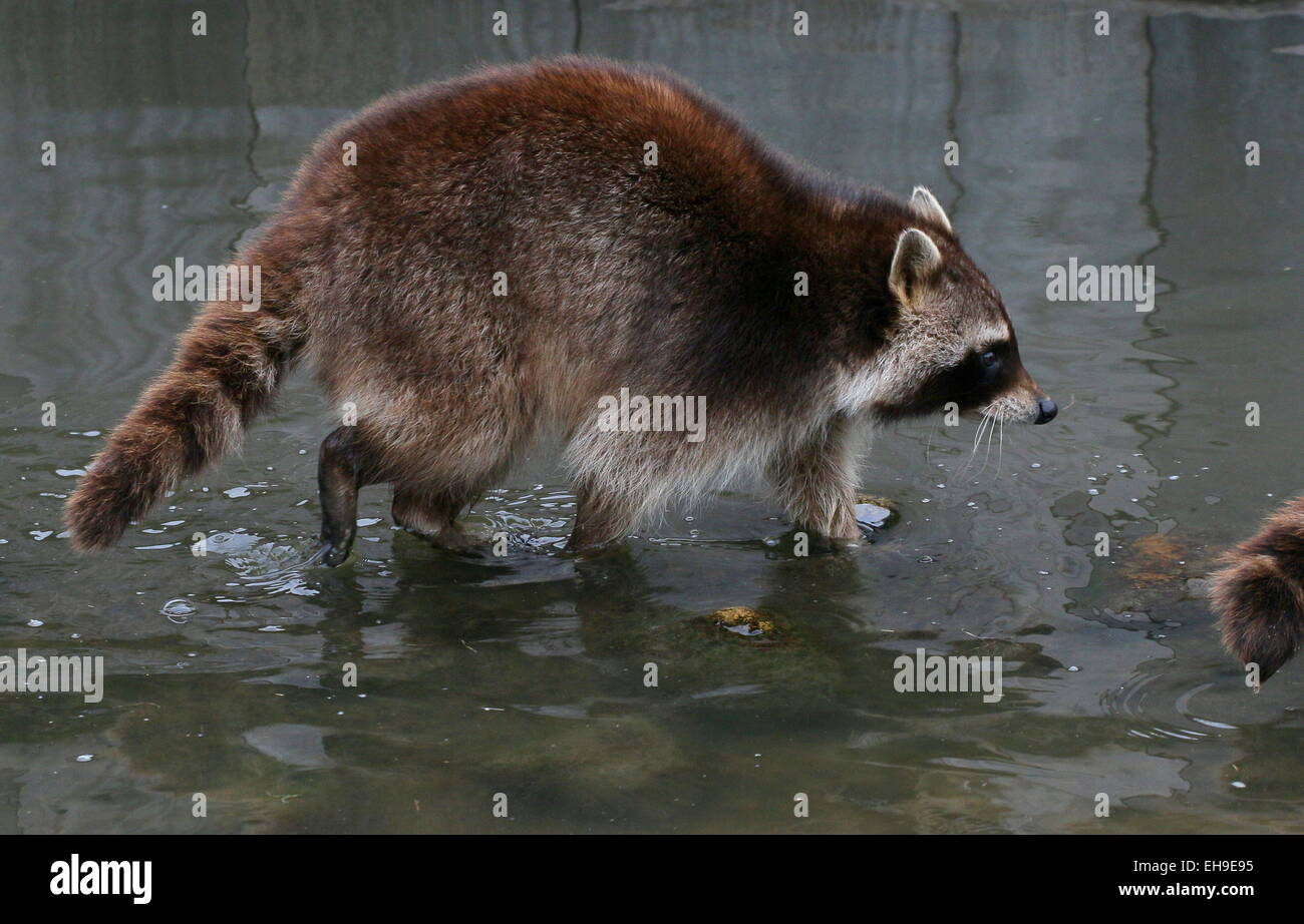 North American or  northern raccoon ( Procyon lotor) walking in shallow water at Rotterdam Blijdorp Zoo, The Netherlands Stock Photo