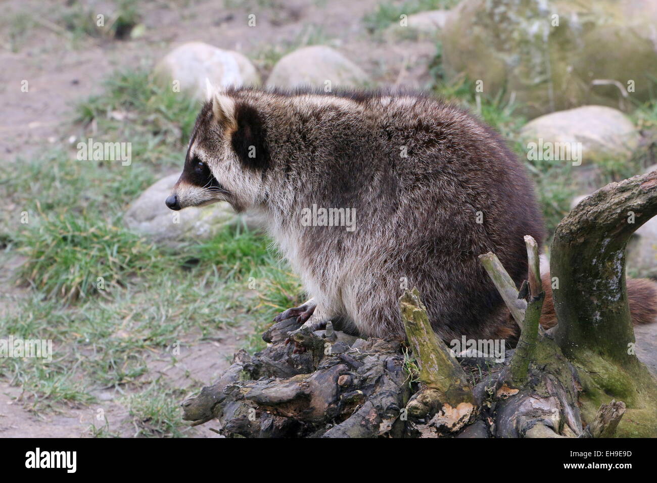 North American or northern raccoon ( Procyon lotor) Stock Photo
