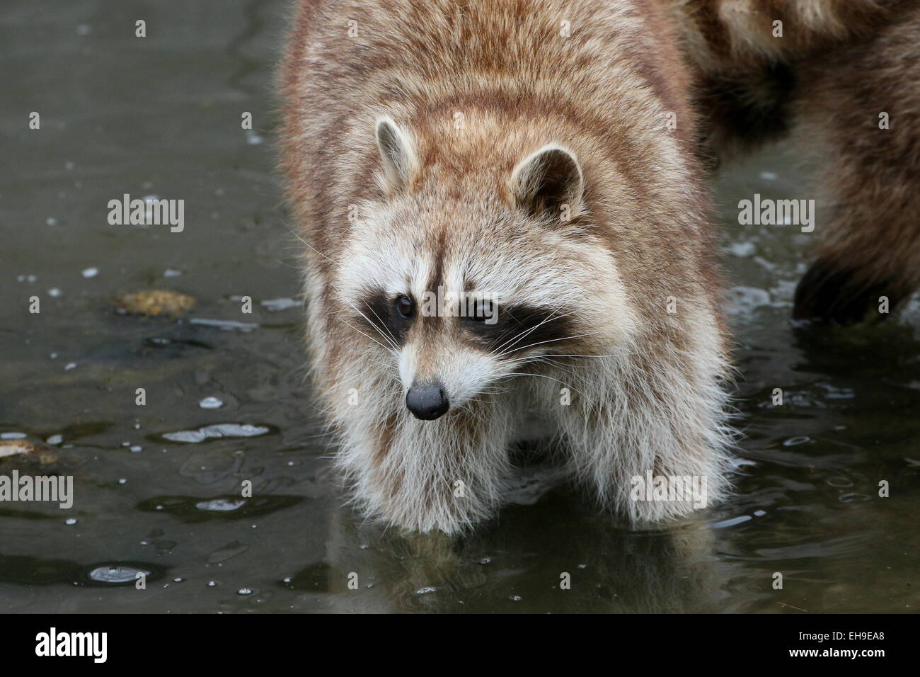 North American or northern raccoon ( Procyon lotor) close-up of the head, walking in the water Stock Photo