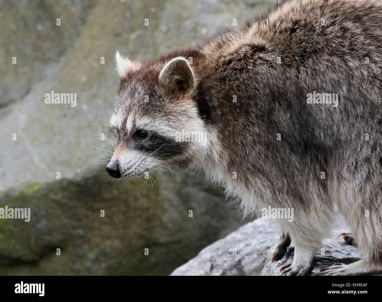 North American or  northern raccoon ( Procyon lotor) close-up of the head Stock Photo