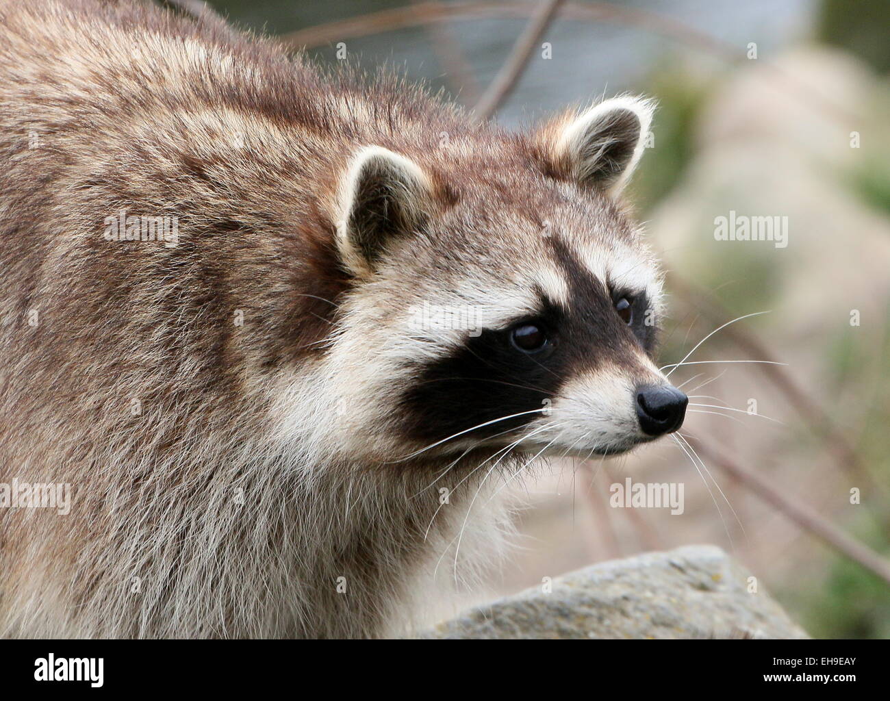 North American or northern raccoon ( Procyon lotor) close-up of the head Stock Photo