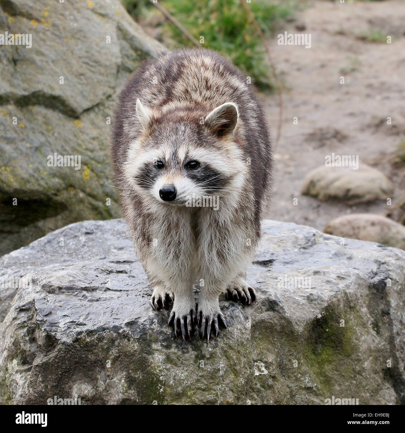 North American or  northern raccoon ( Procyon lotor) posing on a rock, facing the camera Stock Photo