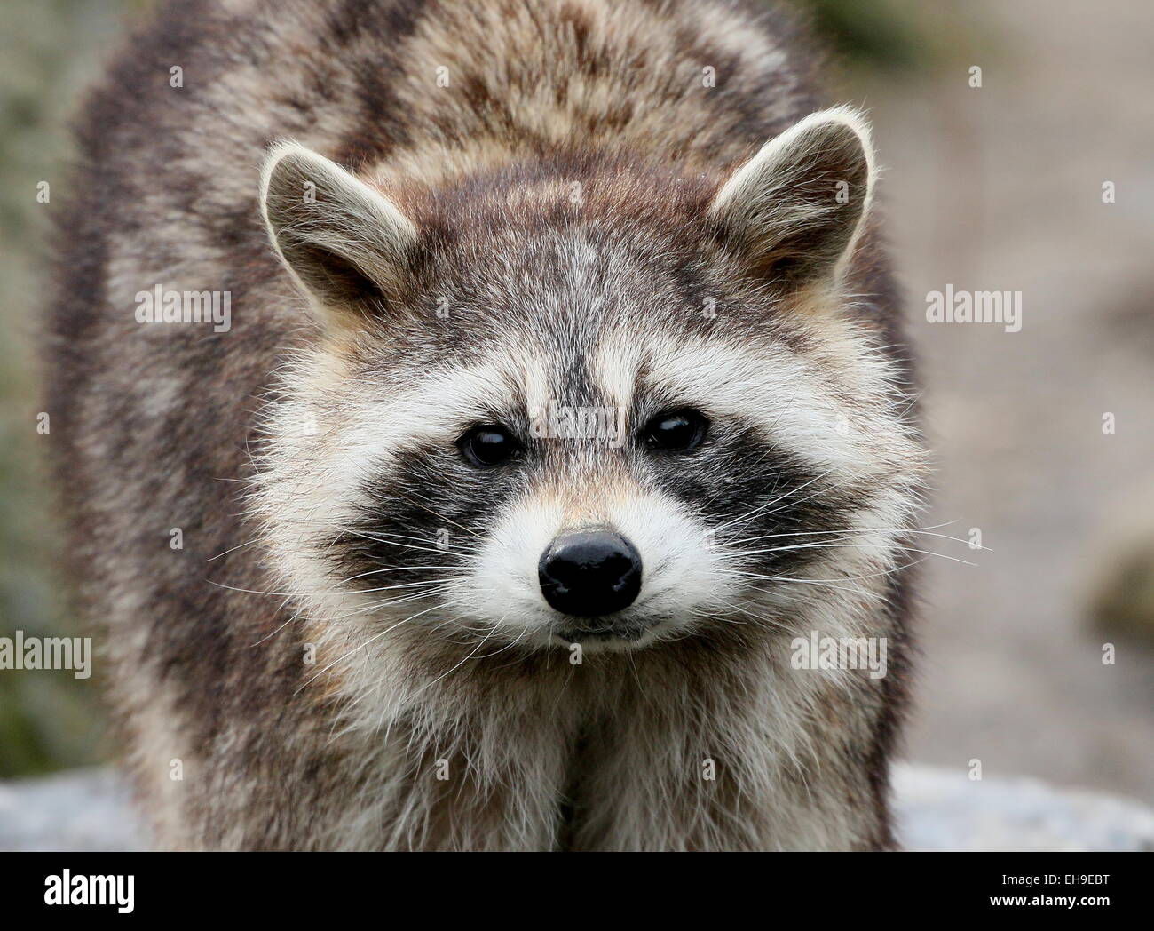 North American or  northern raccoon ( Procyon lotor) close-up of the head, facing camera Stock Photo