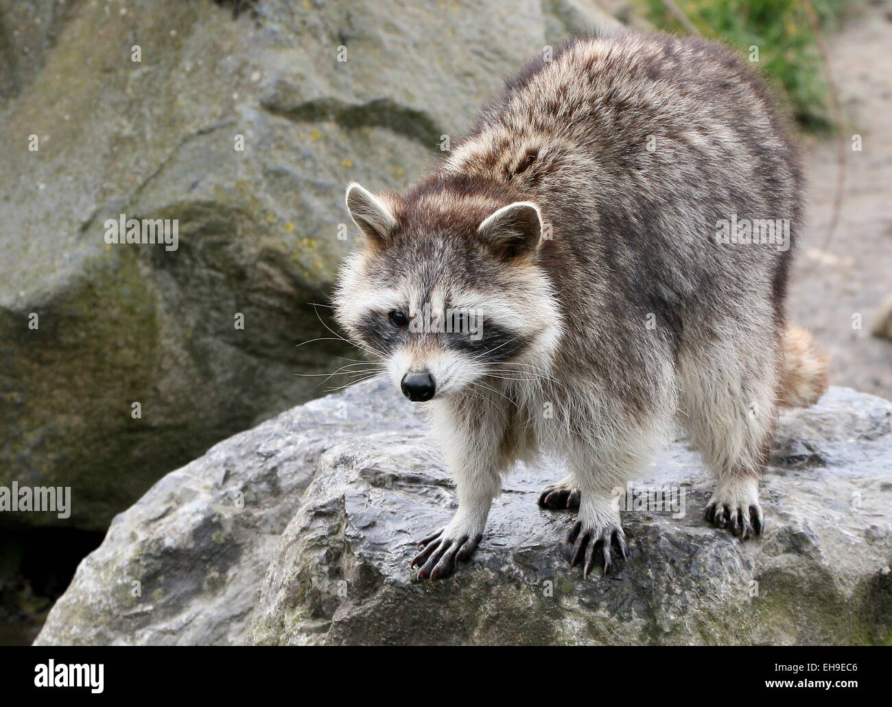 North American or  northern raccoon ( Procyon lotor) posing on a rock Stock Photo
