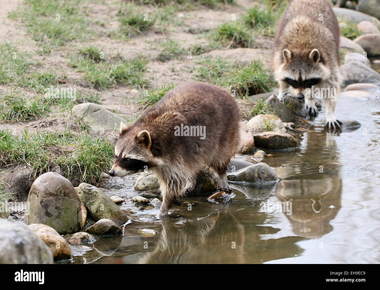 Two North American or northern raccoons ( Procyon lotor) walking along a stream Stock Photo
